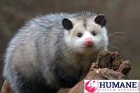 Humane Possum Removal Sutherland Shire image 1